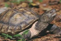 Rùa đầu to khó sinh sản trong điều kiện nuôi nhốt