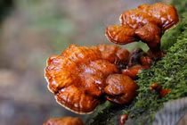 Giá trị dinh dưỡng của nấm lim xanh