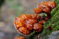 Giá trị dinh dưỡng của nấm lim xanh