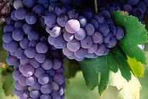 Thực phẩm tốt cho người bệnh phổi