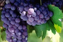 Thực phẩm tốt cho người bệnh phổi