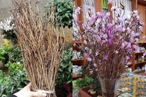 Hoa đỗ quyên ngủ đông nhiều chất độc hại