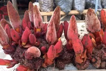 Nấm ngọc cẩu thực ra là dó đất