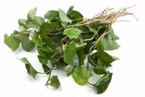 Cách dùng diếp cá chữa sốt xuất huyết