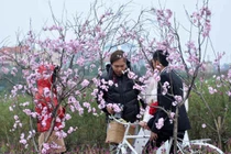 Cách trồng lại đào sau Tết