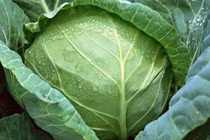 4 loại rau là "thần dược" chống ung thư, người Việt chớ coi thường