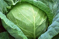 4 loại rau là "thần dược" chống ung thư, người Việt chớ coi thường