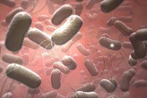 Bệnh thương hàn nguy hiểm thế nào?