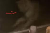 Video: Ông bố chủ quan làm người xem... rụng tim