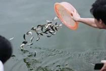 Hiểu đúng về lễ Vu Lan