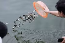 Hiểu đúng về lễ Vu Lan