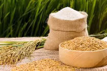 Xuất khẩu gạo khó chạm đích 3 tỷ USD