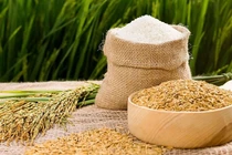 Xuất khẩu gạo khó chạm đích 3 tỷ USD