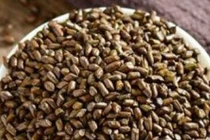 Hạt muồng chữa mỡ máu, tăng huyết áp