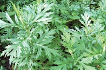 Ngải cứu trị rong huyết