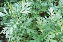 Ngải cứu trị rong huyết