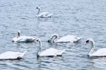 Xuất hiện 2 đàn thiên nga tung tăng kiếm ăn ở hồ ngoại thành Hà Nội