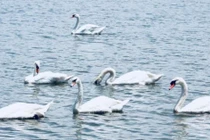 Xuất hiện 2 đàn thiên nga tung tăng kiếm ăn ở hồ ngoại thành Hà Nội