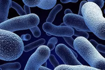 Tìm thấy phân tử vi sinh vật đường ruột kích hoạt hệ miễn dịch