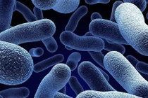 Tìm thấy phân tử vi sinh vật đường ruột kích hoạt hệ miễn dịch