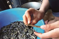 Độc lạ canh chua nòng nọc