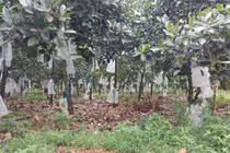 Vườn mít trĩu quả của ông Trần Văn Bé.