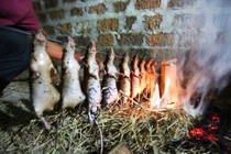 Hà Nội mùa săn chuột đồng