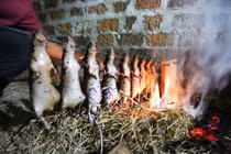 Hà Nội mùa săn chuột đồng