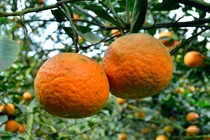 Cam Hàm Yên cùi dày, để được 20 ngày