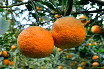 Cam Hàm Yên cùi dày, để được 20 ngày