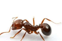 Kiến đốt tai vì mang đồ ăn lên giường