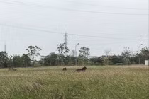 Bộ Xây dựng: Nhiều địa phương còn để tình trạng “dự án ma”, lừa đảo người dân