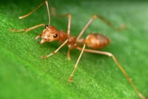 Kiến đánh dấu đường đi bằng pheromon