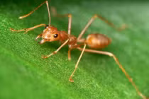 Kiến đánh dấu đường đi bằng pheromon