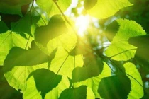 Can thiệp vào quá trình quang hợp để tăng năng suất cây trồng