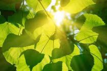 Can thiệp vào quá trình quang hợp để tăng năng suất cây trồng