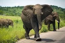 Suýt mất mạng khi chạm trán voi rừng