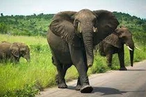 Suýt mất mạng khi chạm trán voi rừng