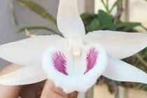 Hoa lan đột biến tiền tỷ: Báu vật hay chỉ như cây cỏ!