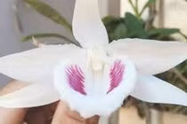 Hoa lan đột biến tiền tỷ: Báu vật hay chỉ như cây cỏ!