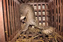 Huế dẫn đầu trong xử lý vi phạm về tiêu thụ động vật hoang dã