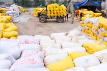 Tổng Cục Hải quan "tố" Bộ Công Thương phớt lờ góp ý về xuất khẩu gạo