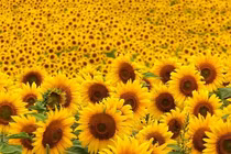 Hoa hướng dương trị bệnh dạ dày