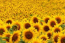 Hoa hướng dương trị bệnh dạ dày