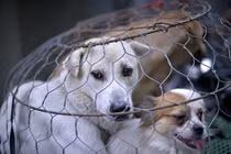 Hành hạ chó, mèo bị phạt tối đa 3 triệu đồng