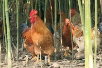 Quảng Ninh xuất hiện cúm gia cầm H5N8