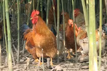 Quảng Ninh xuất hiện cúm gia cầm H5N8