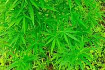 3.000 m2 cần sa bị phát hiện ở bãi giữa sông Hồng