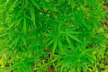 3.000 m2 cần sa bị phát hiện ở bãi giữa sông Hồng