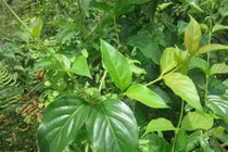 Nguy kịch vì hái nhầm lá ngón 